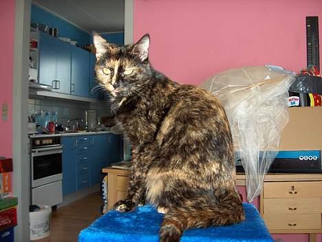 Blanding af racer Kronborgs Kisser - skøndt at side her billede 8