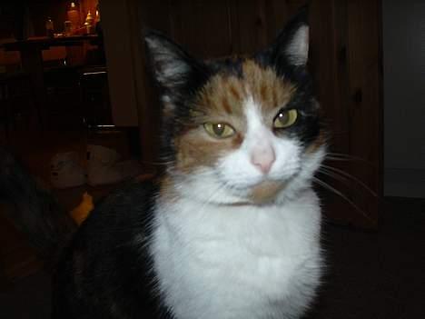 Blanding af racer Frida - Det er så min hygge kat Frida. billede 1