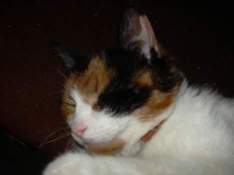 Blanding af racer Frida - Frida billede 9