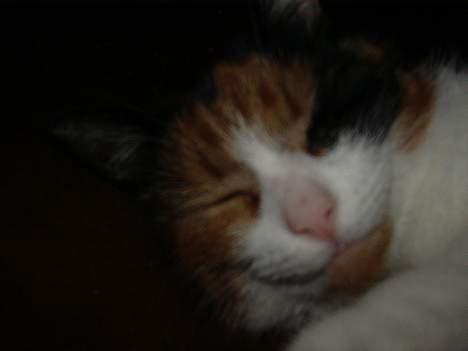 Blanding af racer Frida - Frida slapper af billede 8