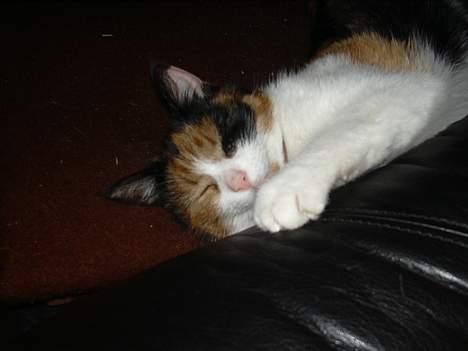 Blanding af racer Frida - Frida i drømmeland billede 7