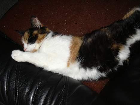 Blanding af racer Frida - Frida sover i sofaen billede 6