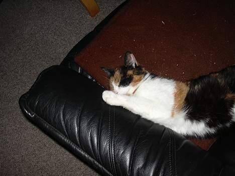 Blanding af racer Frida - Frida sover billede 5