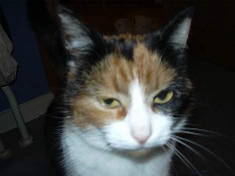 Blanding af racer Frida - Frida billede 4