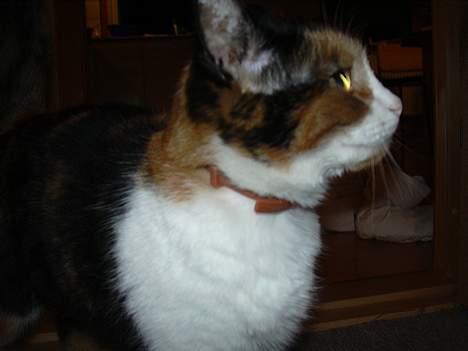 Blanding af racer Frida - Frida på opdagelse billede 3