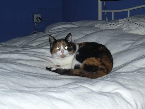 Blanding af racer Frida - Frida putter på mor og far seng billede 2