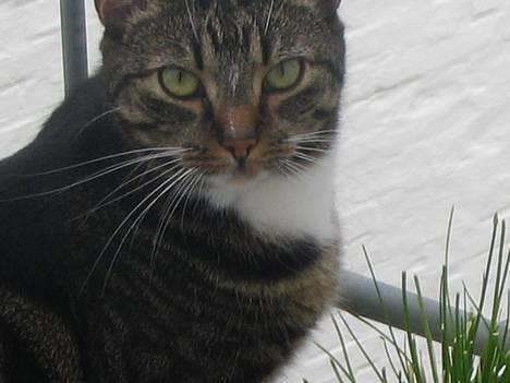 Blanding af racer Malou - Malou ude på trappen... billede 1