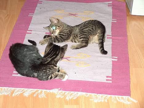 Blanding af racer Malou - Malou og Olivia leger stadig i gangen billede 2