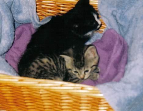 Blanding af racer Felix - Felix og Fie 6 uger gammel billede 2