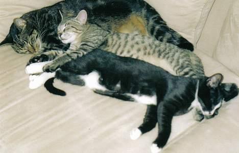 Blanding af racer Felix - Malou, fie og felix tager en lur billede 3