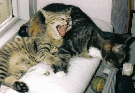 Blanding af racer Felix billede 4