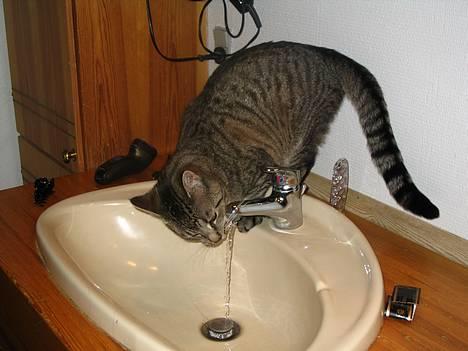 Blanding af racer Felix - Felix ved vandhanen i badeværelset billede 5