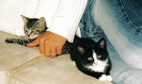 Blanding af racer Felix billede 6