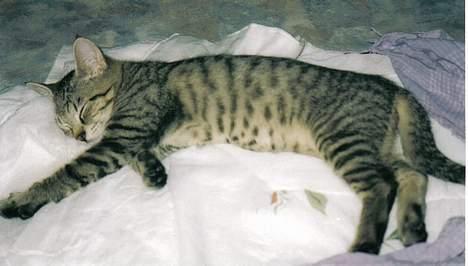 Blanding af racer Felix - Felix slapper virkelig af billede 7