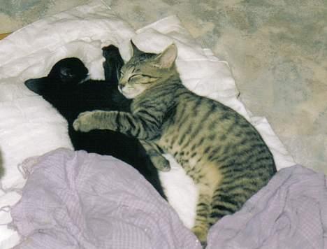 Blanding af racer Felix - Felix og Fie nyder livet billede 8