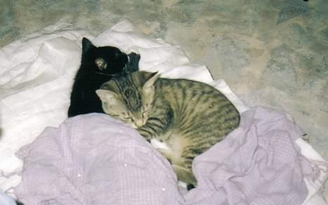 Blanding af racer Felix - Felix nyder at ligge sammen med Fie billede 9