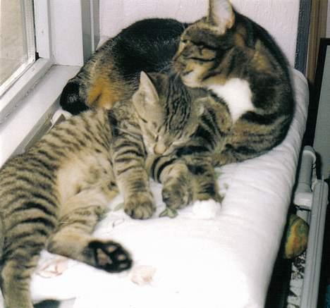 Blanding af racer Felix - Felix nyder opmærksomheden fra Malou billede 10