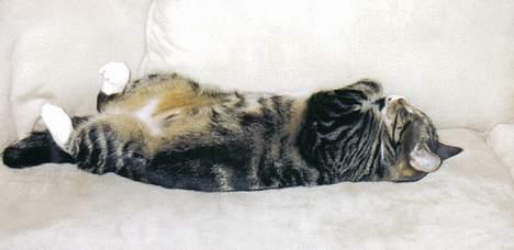 Blanding af racer Malou - Malou sover på sofaen billede 3