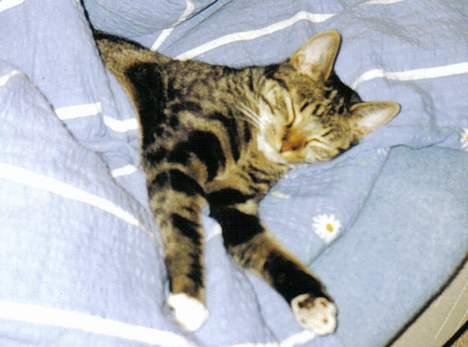 Blanding af racer Malou - Malou elsker at ligge under dynen billede 4