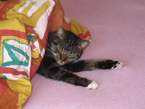 Blanding af racer Malou - Malou billede 6