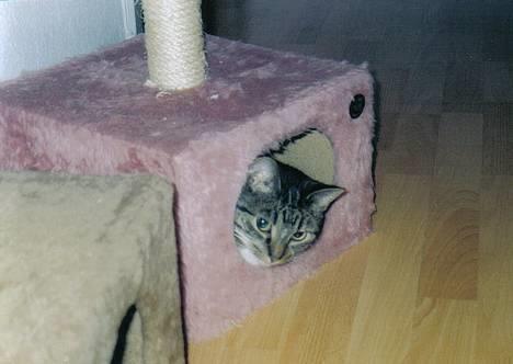 Blanding af racer Malou - Malou  billede 7