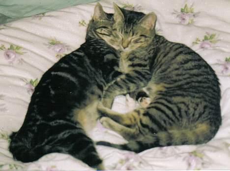 Blanding af racer Malou - Malou og Olivia slapper af billede 8