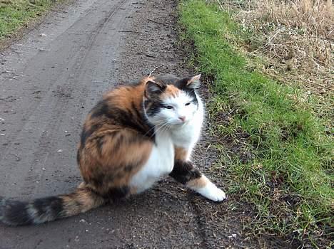 Blanding af racer Slejser - Uha, det kløede!! :o billede 3