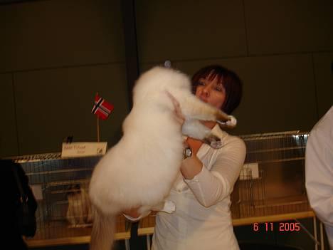 Hellig Birma DK Silky Sox Lupo R.I.P - Oliver på udstillingen i Tåstrup d 7.11.05 billede 10
