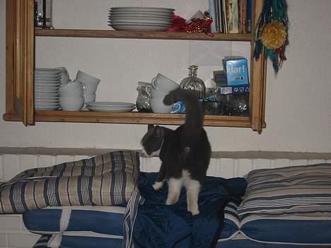 Blanding af racer Misesmor - Se har jeg ikke en god røv billede 2