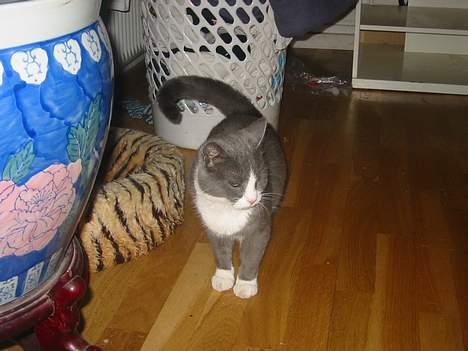 Blanding af racer Misesmor - nu gider jeg ikke mere og kikker den anden vej :P billede 4