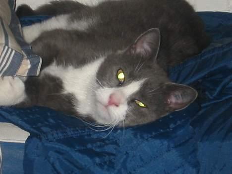 Blanding af racer Misesmor - Godag billede 5