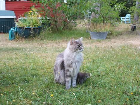 Maine Coon Elliot Charmander Iversen billede 9