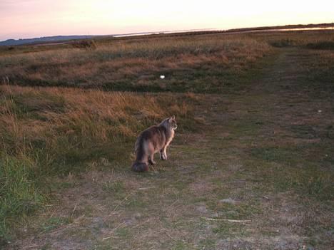 Maine Coon Elliot Charmander Iversen billede 10