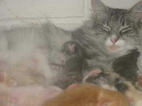 Norsk Skovkat Bonny <33 (Død) )': - hun har haft kilinger mange gange det var hendes sidste kuld :D billede 1