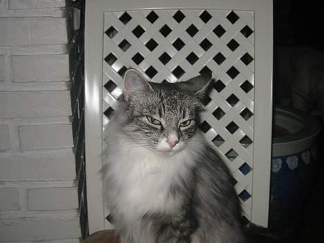 Norsk Skovkat Bonny <33 (Død) )': - hun skulle lige side pænt og det gjorde hun :D billede 2