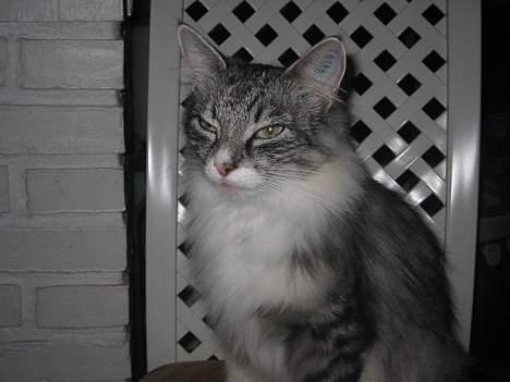 Norsk Skovkat Bonny <33 (Død) )': - neeej hvor er hun smuk :D billede 3