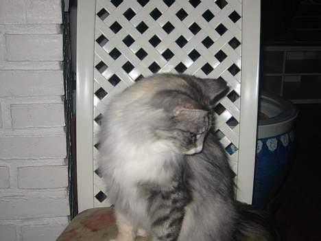 Norsk Skovkat Bonny <33 (Død) )': - Hold dig væk HM <´´3 billede 4