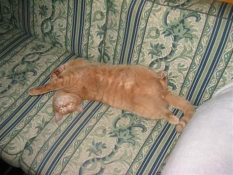 Blanding af racer garfield - Den her sofa en MIN sofa :P billede 1