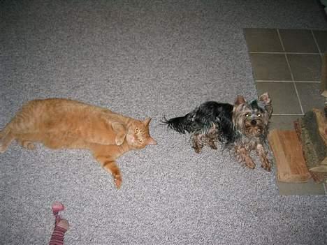 Blanding af racer garfield - Mig og min ven basse billede 2