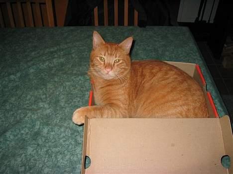 Blanding af racer garfield - gervide om der er viskas her nede billede 3