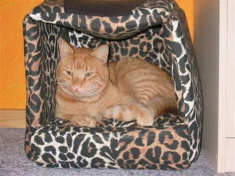 Blanding af racer garfield - det er godt nok basses kurv men den står i mit hus :P billede 4