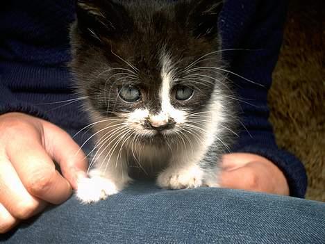 Blanding af racer Waltemar billede 1