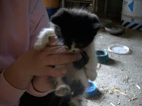 Blanding af racer Waltemar billede 2