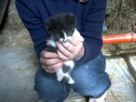 Blanding af racer Waltemar billede 3