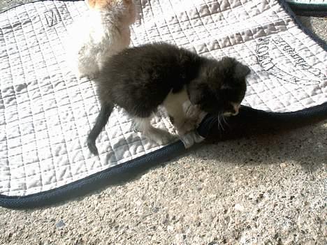 Blanding af racer Waltemar billede 4