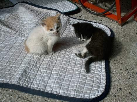 Blanding af racer Waltemar billede 5