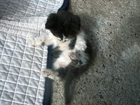 Blanding af racer Waltemar billede 6