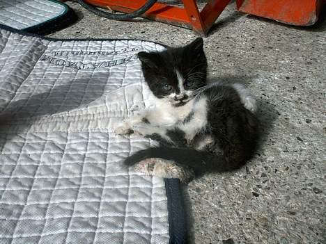 Blanding af racer Waltemar billede 7