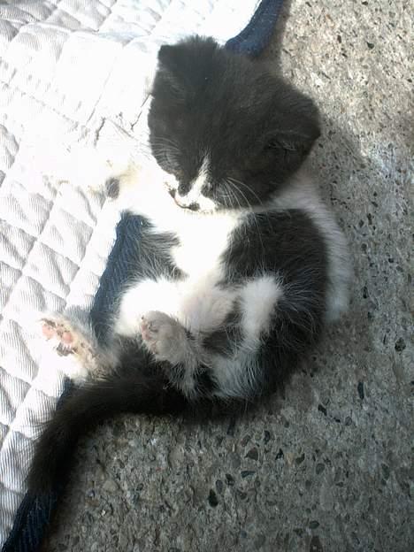 Blanding af racer Waltemar billede 8