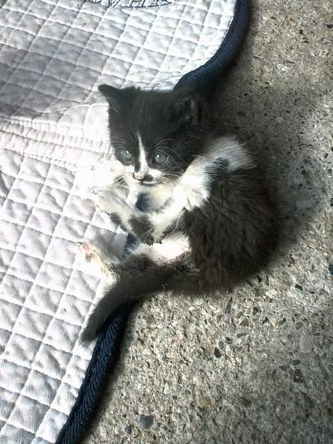 Blanding af racer Waltemar billede 9